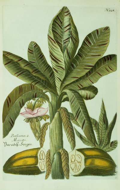 Banane, aus J. Weinmanns Phytanthoza Iconographia, 1734-45 von Georg Dionysius Ehret